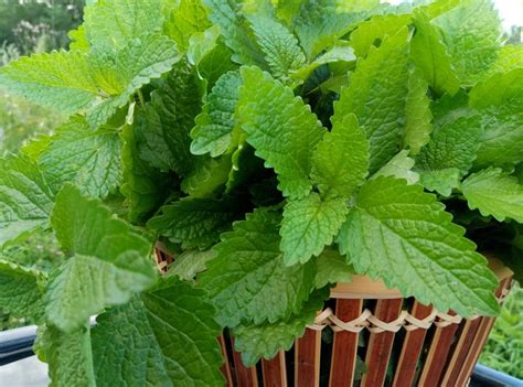 Мелисса лимонная: универсальна и вкусна