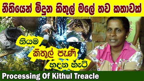 Processing Of Treacleකිතුල් පැණිkithul Paniකිතුල් මල් කැපීමtoddy