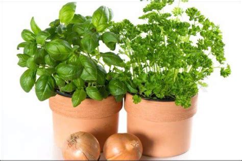 Growing Herbs in Pots - Instructions and Tips