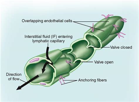 Lymphatic System Basicmedical Key