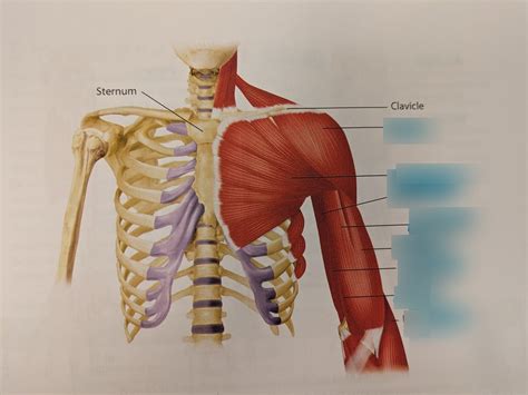 Arm Muscles: diagram Diagram | Quizlet