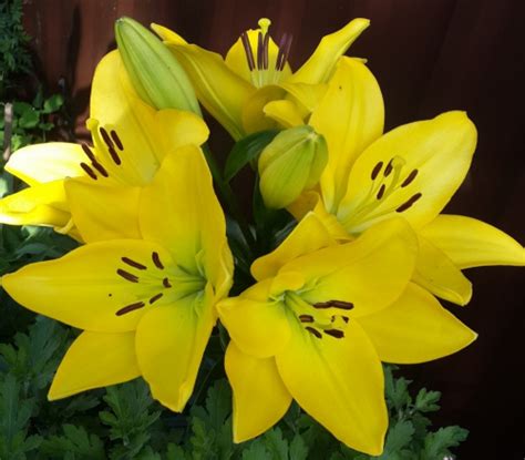Лилия Golden Tycoon ASIATIC LILYS. Петрофлора