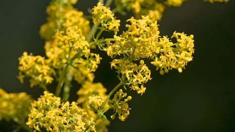 Galium verum: Systematics, Etymology, Habitat, Cultivation ...