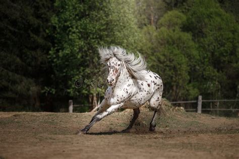 174 Beautiful White Horse Black Spots Photos Free And Royalty Free