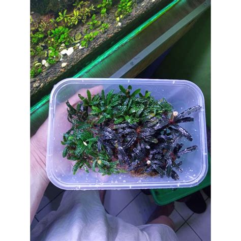 Jual Bucephalandra Buce Sp Mini Tanaman Aquascape Porsi BOX Shopee