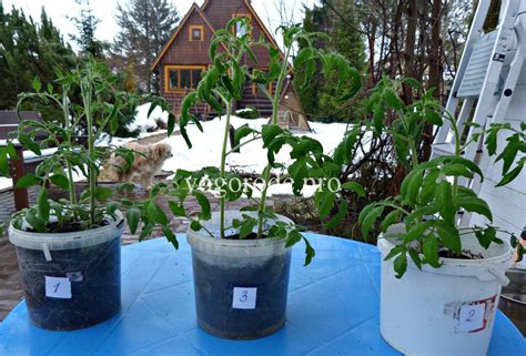 Лампы для выращивания рассады. Какие фитолампы для рассады лучше.