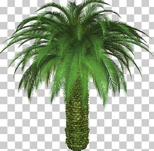 Arecaceae Coco S Beach Club Cancun Mexican Fan Palm PNG Clipart