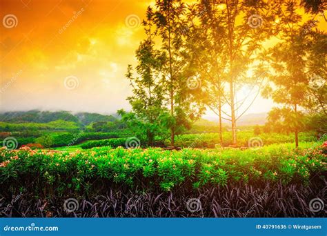 Flower Field At The Sunrise Stock Photo Image Of Bright Horizon