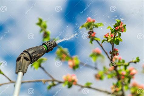 Spraying Branches Of Apple Trees In The Spring With A Spray Gun Against