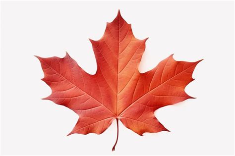 Premium Ai Image A Maple Leaf With A Red Leaf On It