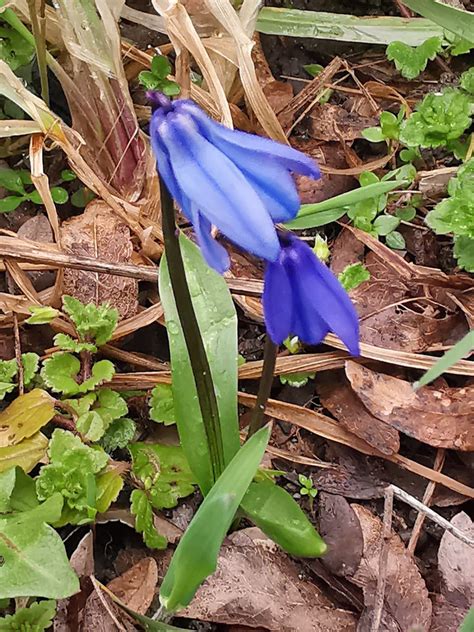 Zweibl Ttriger Blaustern Zweibl Ttriger Blaustern Scilla Flickr