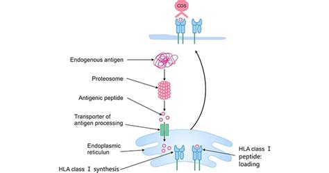 Human Leukocyte Antigen: Distinguish between Friend and Foe - CUSABIO