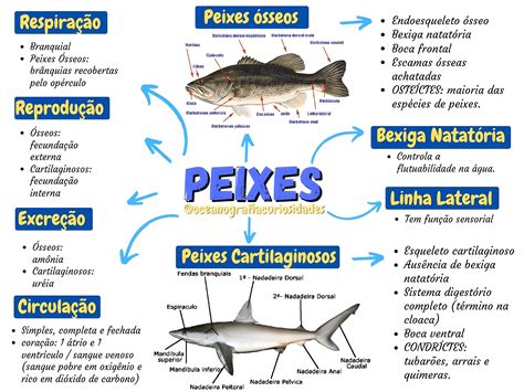 Pesquisa Sobre Os Peixes - PEIXES | Marine biology, Biology, Zoology
