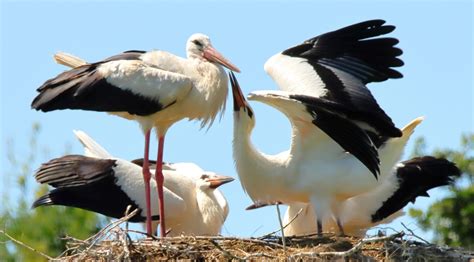 Betteln ... Foto & Bild | natur, tiere, wildlife Bilder auf fotocommunity