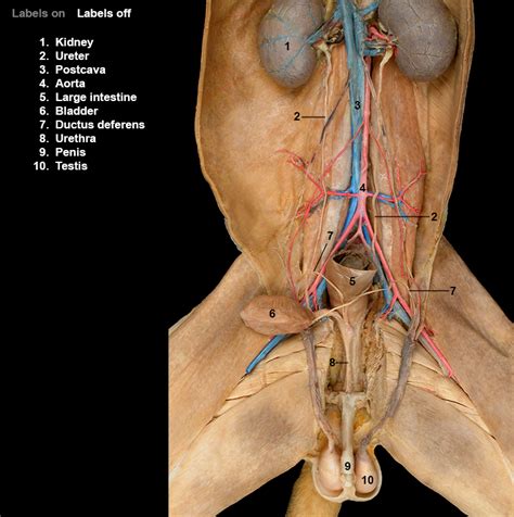 Cat Male Reproductive Organs