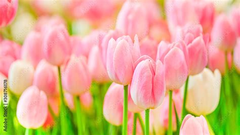 Beautiful Tulip Flowers Hd Images Home Alqu