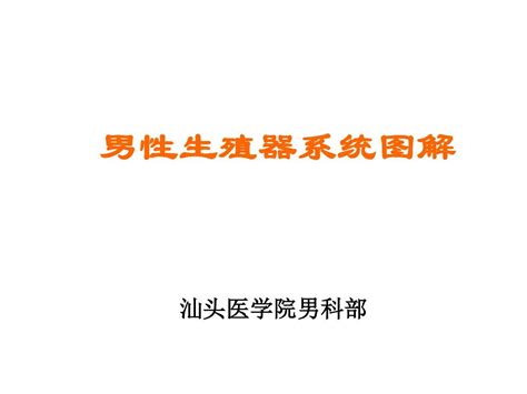 男性生殖器系统图解word文档在线阅读与下载免费文档