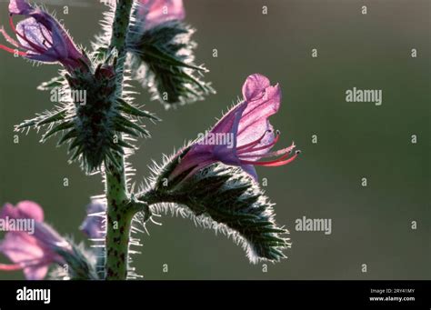 Southern Vipers Hi Res Stock Photography And Images Alamy