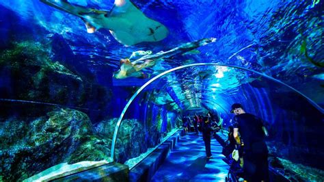 【2024曼谷】暹羅海洋世界水族館10大看點優惠門票｜含玻璃船4d電影餵食秀sea Life Bangkok Ocean World