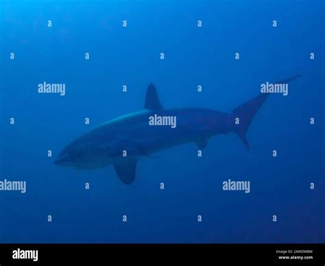 Pelagic Thresher Shark Alopias Pelagicus Stock Photo Alamy