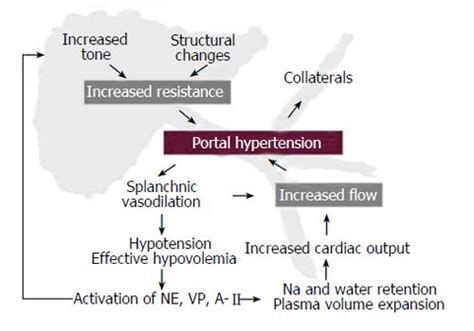 Portal Hypertension Pathophysiology