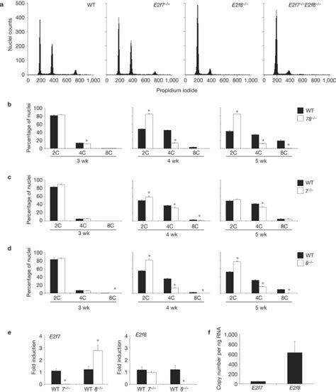 E2f8 Is Essential For Polyploidization In Mammalian Cells Nature Cell