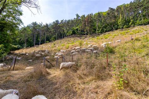 Bando De Ovelhas Brancas A Pastorear Numa Encosta Erva Seca