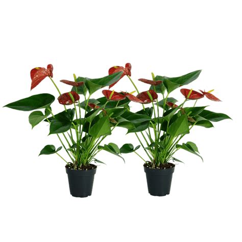 Costa Farms Live Indoor 12in Tall Anthurium Flowering Plant In 4in