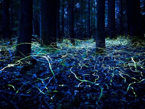 Stunning time-lapse capture of blue ghost fireflies [Amazing Photo of ...