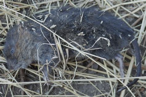 Mosegris? - Naturbasen