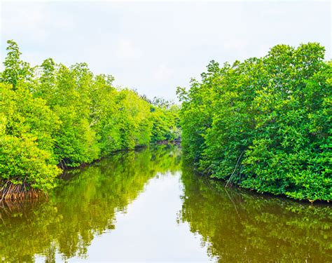 Madu River Boat Ride | River Safari Sri Lanka