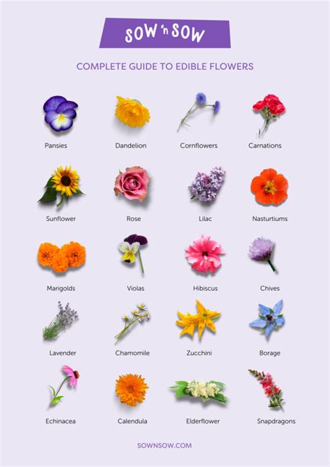 A Complete Guide To 20 Edible Flowers Sow ʼn Sow