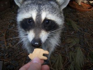 The Laughing Raccoon: Dumpster diving & other raccoon tales.