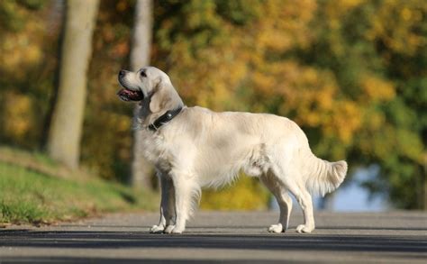 Golden Retriever Haircut: Top 10 List And Grooming Tips & Tricks