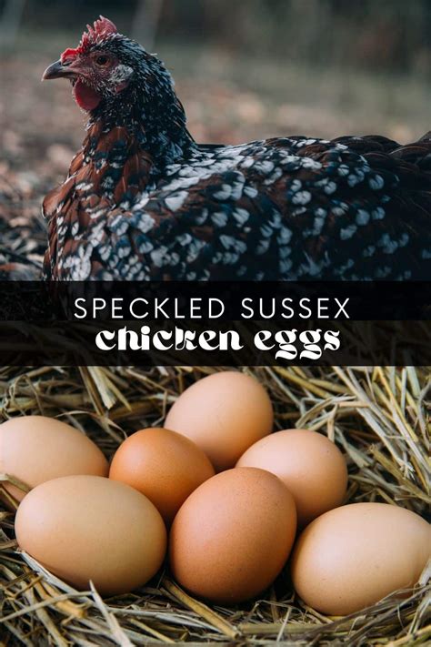 All About Speckled Sussex Chickens • Longbourn Farm