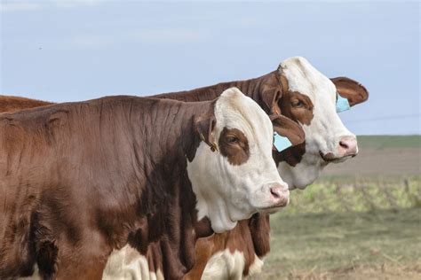 Galicia ofrecerá promociones a los productores ganaderos de Corrientes