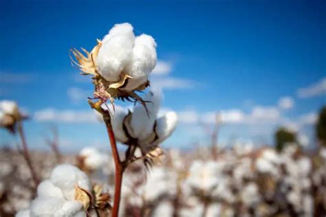 100+ Cotton Pictures | Download Free Images on Unsplash 