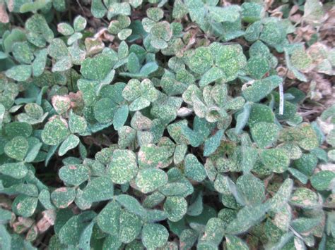 Legume Mite in Crimson Clover | Panhandle Agriculture