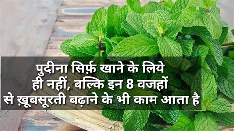 Mint Benefits 8 Incredible Health Benefits Of Mint Or Pudina You Must