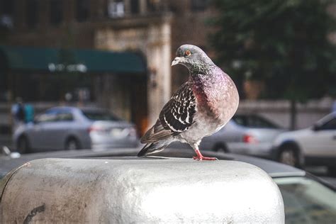 FYI: Ford Scientists Make Fake Bird Poop to Test Car Paint - InsideHook