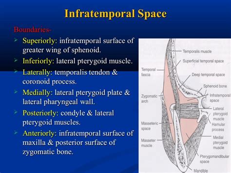 Fascial space & infections