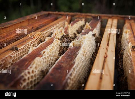 Interior Of The Beehive With Its Combs Where Bees Store Honey And