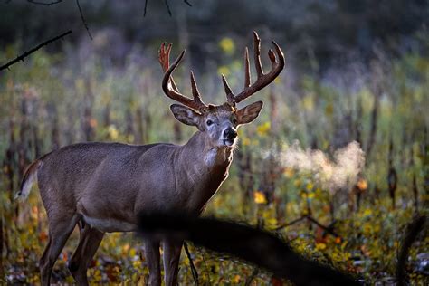 Deer Calls: Learning to Speak the Language of Whitetails