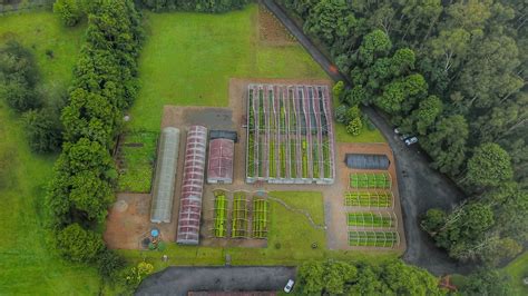 Novo Aplicativo Paran Mais Verde Facilita O Acesso A Mudas Nativas Dos