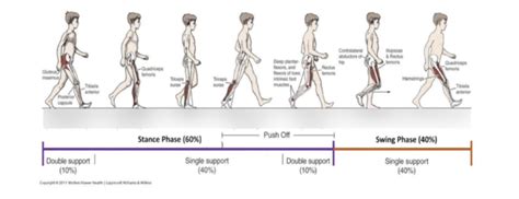 Normal Gait Diagram Quizlet