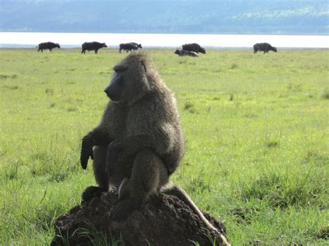 Parco Nazionale Del Lago Nakuru Tour Di Un Intera Giornata Getyourguide