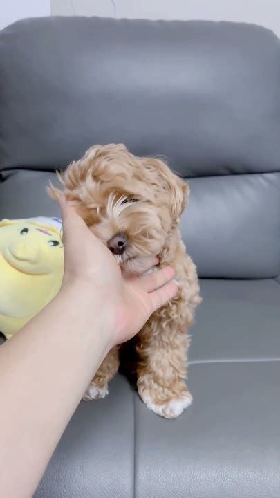 강아지 강아지일상 Puppy Cute Puppylife Pets 반려견 말티푸 Cutedog Maltipoo