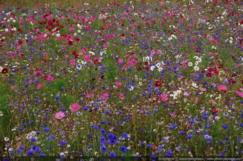 Autres Fleurs Champs De Fleurs Photo Paysage Photo Paysage