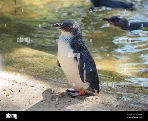 Taronga zoo sydney penguin hi-res stock photography and images - Alamy