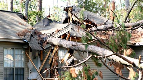 Worried Your Neighbors Tree Will Fall On Your Property Kiplinger